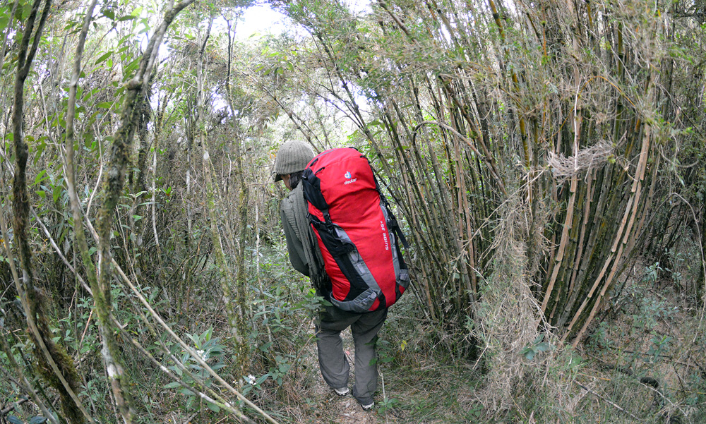 Floresta de bambus. Usar mochila pequena é uma ótima escolha.